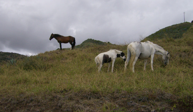 Açores (2007)
