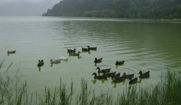Açores (2007)