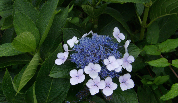 Açores (2007)