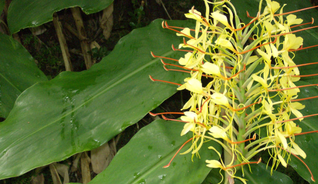 Açores (2007)