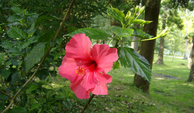 Açores (2007)