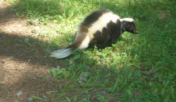 Canadá (2010)
