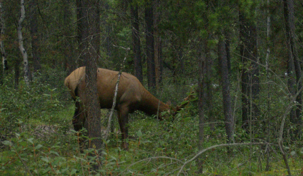 Canadá (2011)