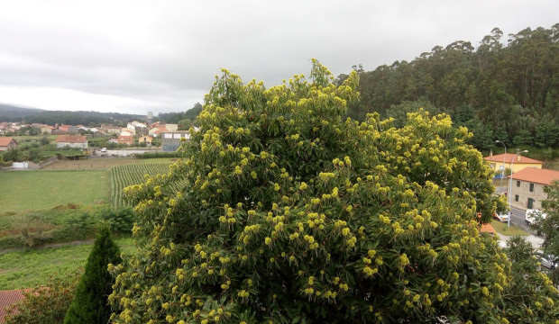 Galiza (2015)