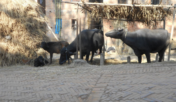Nepal (2012)