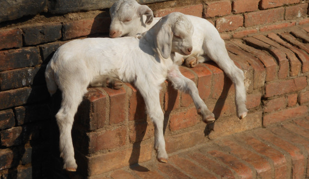 Nepal (2012)